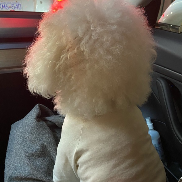 Meet your Posher, Cici - Picture 1 of 1